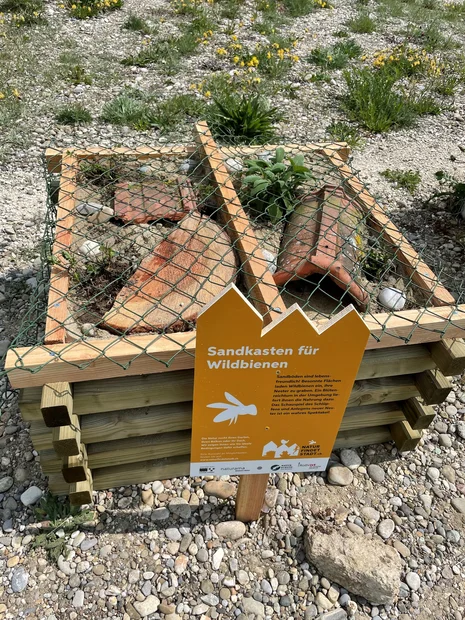 Sandlinse für Wildbienen in Rothrist