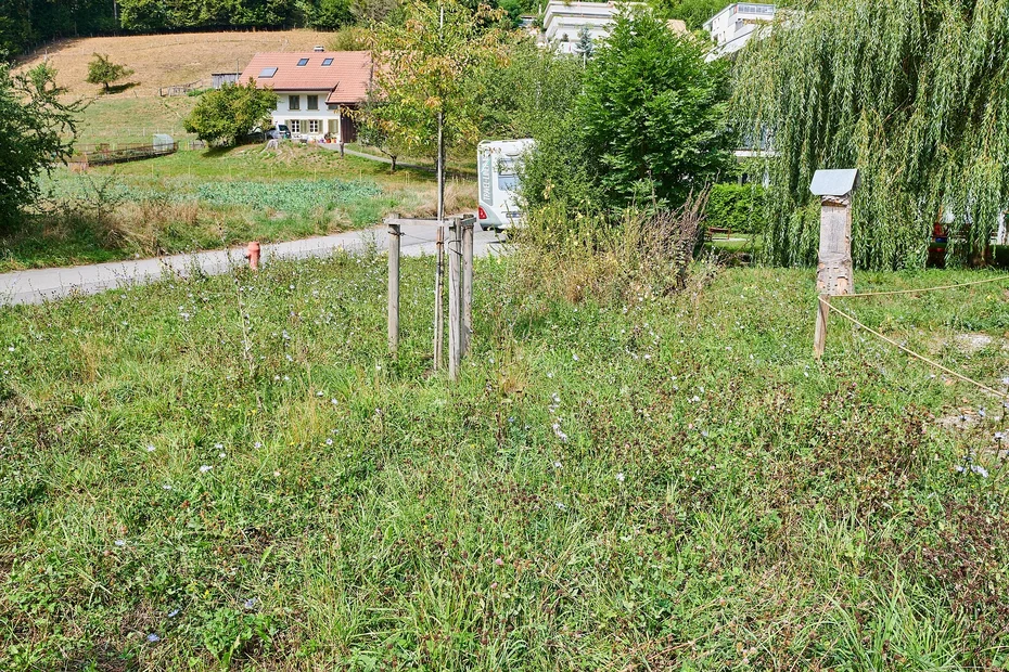 Wegwarten und Flockenblumen sind zahlreich vertreten