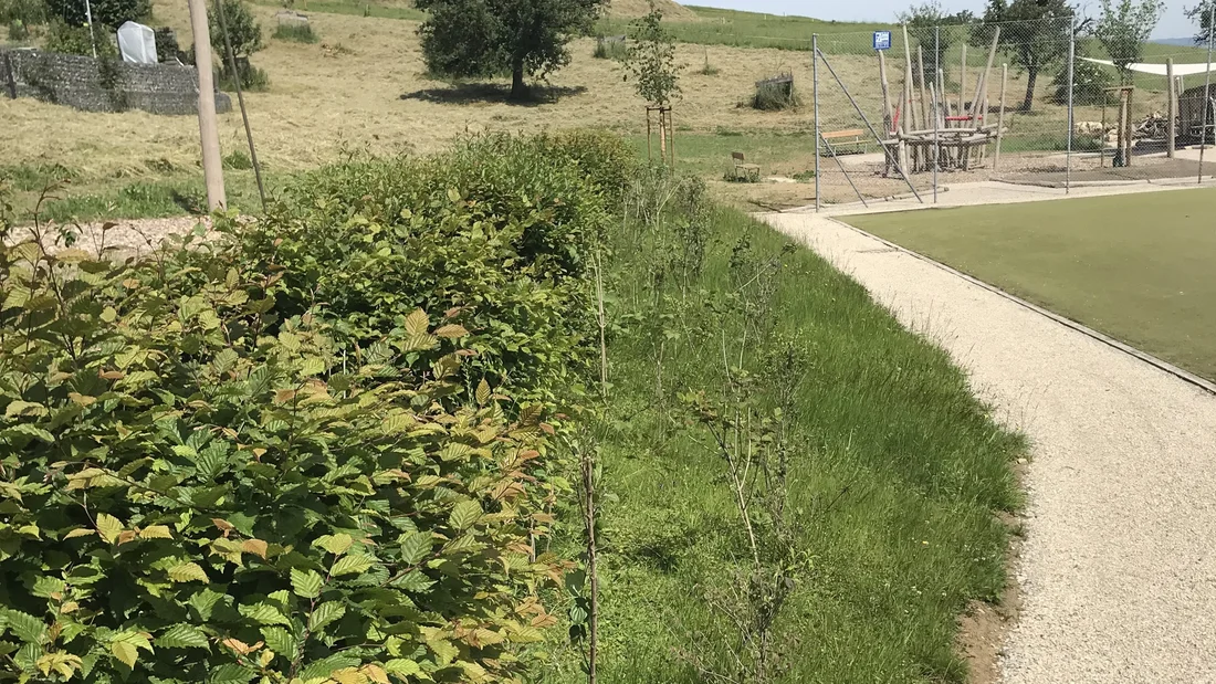 mit einheimischen Sträuchern aufgewertete Buchenhecke in Baldingen im Juni 2024