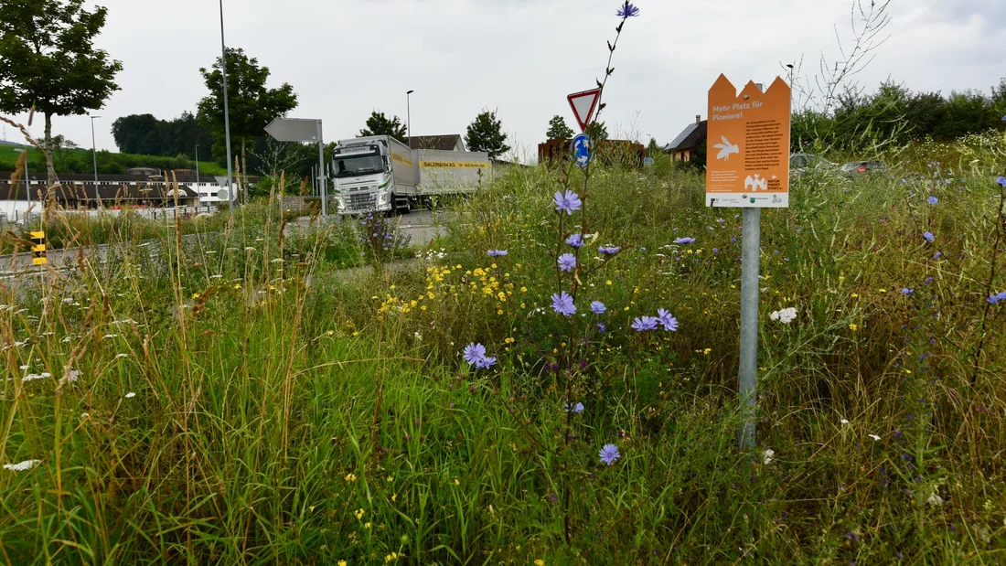 Ruderalflächen in Schneisingen im Juli 2024