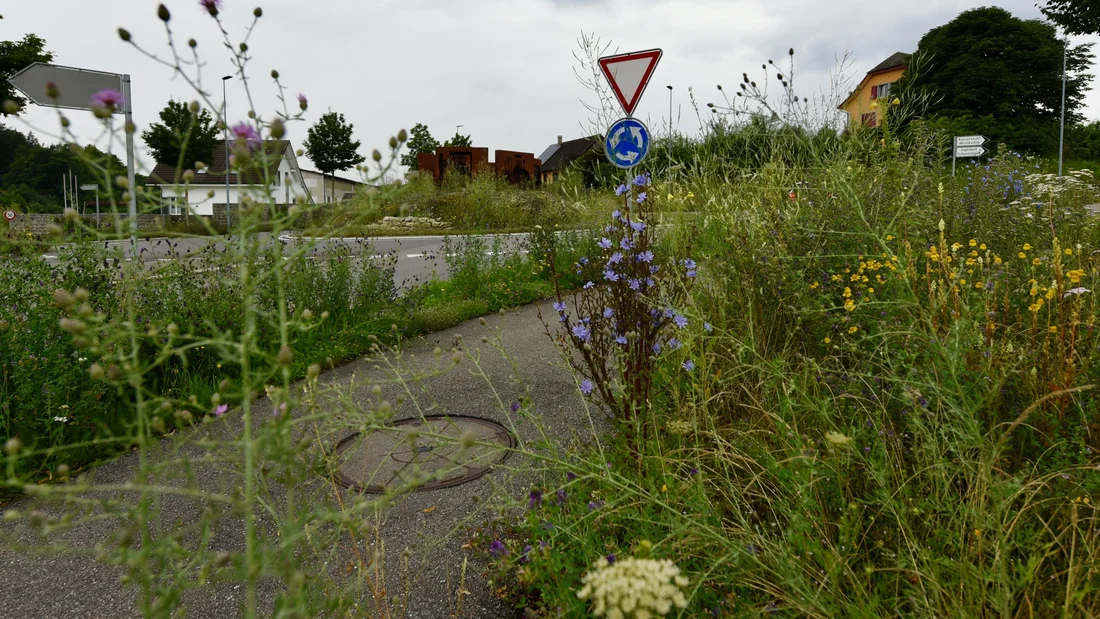 Ruderalflächen in Schneisingen im Juli 2024